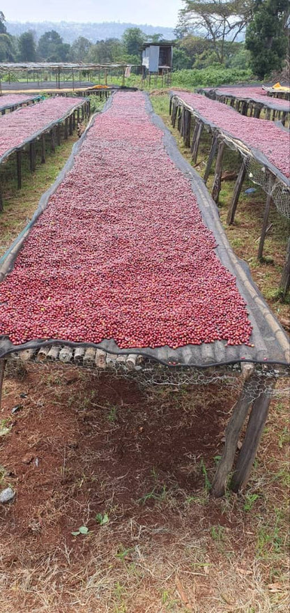 Ethiopia: Guji Shakiso Natural