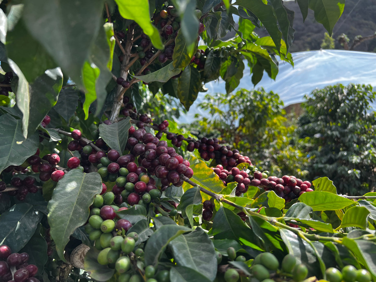 Guatemala: Finca Jauja Bourbon